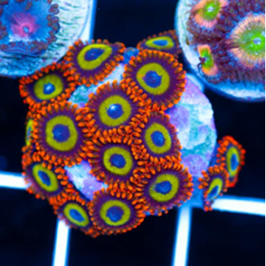 Augue aliquam orci auctor