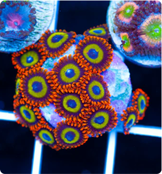 Augue aliquam orci auctor