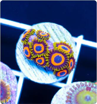 Augue aliquam orci auctor