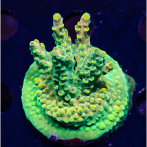 Augue aliquam orci auctor