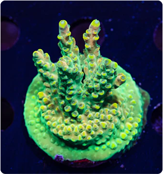 Augue aliquam orci auctor