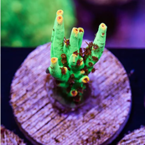 Augue aliquam orci auctor