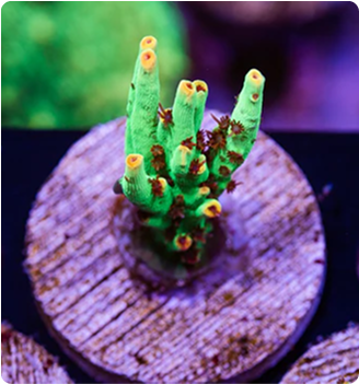 Augue aliquam orci auctor