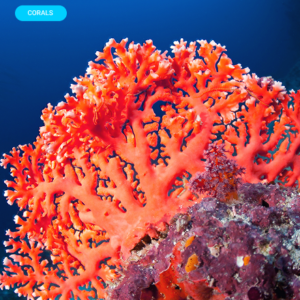 Augue aliquam orci auctor