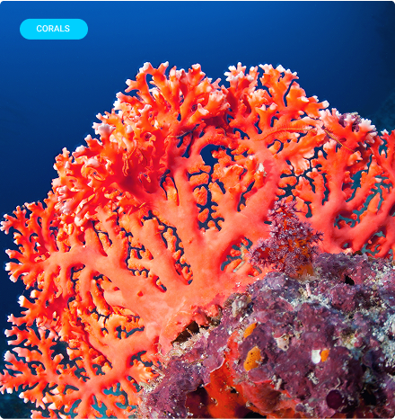 Augue aliquam orci auctor