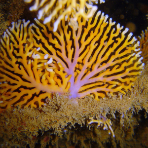 Augue aliquam orci auctor