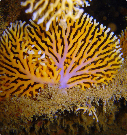 Augue aliquam orci auctor