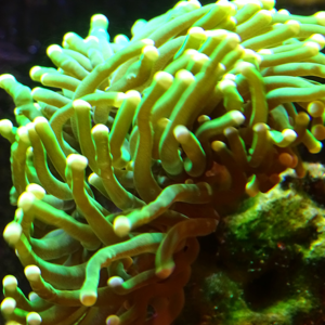 Augue aliquam orci auctor