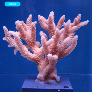 Augue aliquam orci auctor